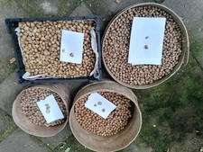 Bio-Haselnüsse-Franken-2025-g