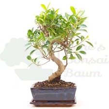 BONSAI Chinesische Feige