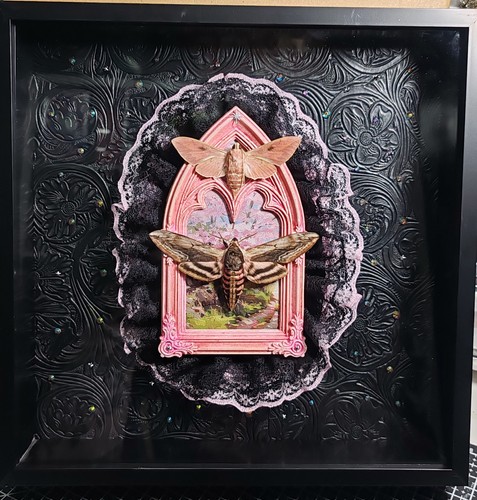 Motten mit rosa motiv - motten, gerahmt