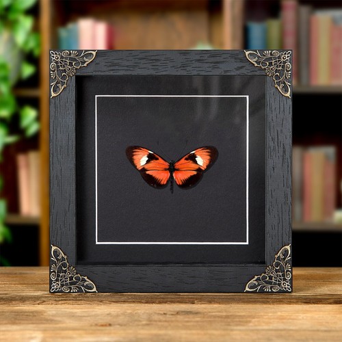 Heliconius hybride - heliconius,
