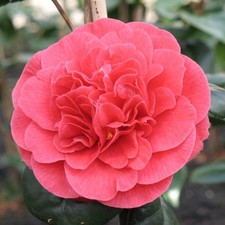 Camelia japonica rote