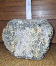 Wal Wirbel Knochen Fossil Ca 16 Mio Jahre Alt Anholt Selten Sehr Gut Erhalten