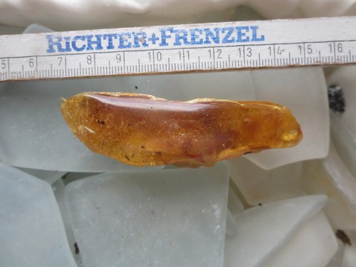 Großer kopal copal junger - großer, copal,