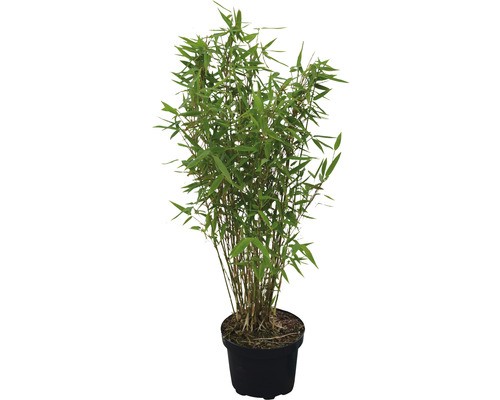 Gartenbambus floraself - gartenbambus,