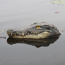 Schwimm Krokodil Decoy für