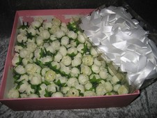 Konvolut 310 Blütenköpfe