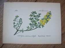 Chromo-Lithographie Flora