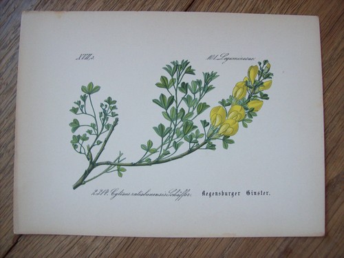 Chromo lithographie flora - chromo-lithographie,