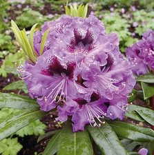 Großblumige Rhododendron