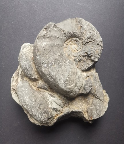 Fossil ammonit gestein - ammonit,