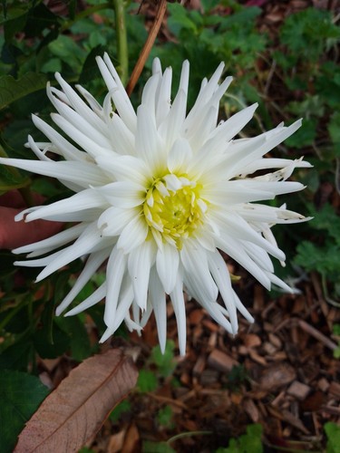 Buntes dahlien gemisch - gemisch, knollen