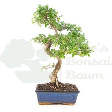 BONSAI Chinesische Ulme
