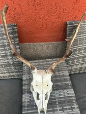 Damwild Schädel Mit Gutem