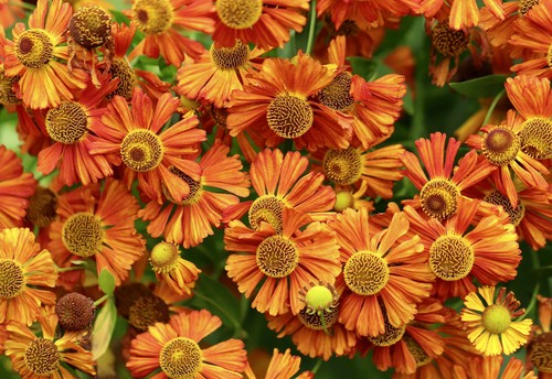 250 samen herbst - 250, herbst-sonnenbraut
