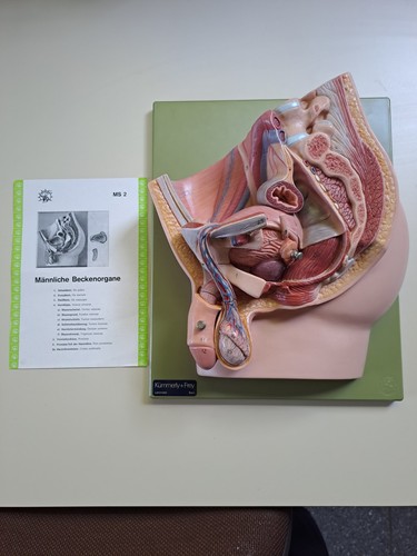 Original somso anatomie modell - original,
