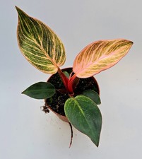 Schöne Philodendron Pink