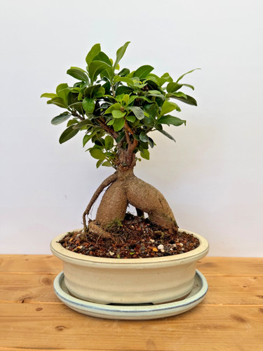 Zimmerbonsai ficus ginseng - zimmerbonsai,