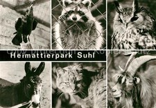 Tiere Kolkrabe Waschbär Uhu Wildkatze Esel Wa