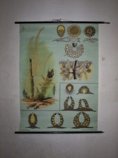 VINTAGE SCHULWANDKARTE