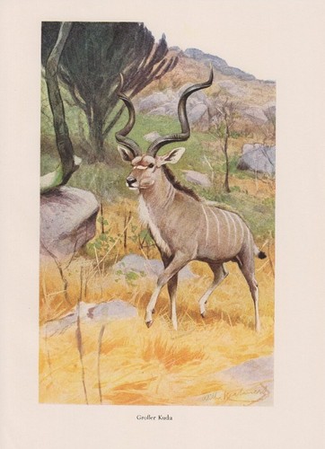 Grosser kudu strepsiceros - grosser,