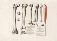 Vintage anatomische