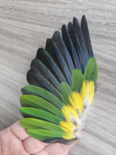 Handschwinge - , 💛💚💙🖤