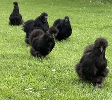 10x  (keine) Bruteier Zwerg