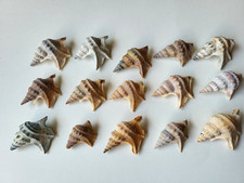 15 x Pelikanfuß Schnecke