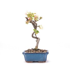 Bonsai zierapfel malus spec - 'malus, spec.'