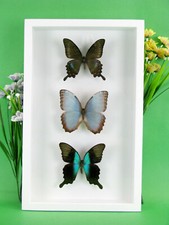 3 wunderschöne echte