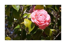 4x Camellia japonica rosa