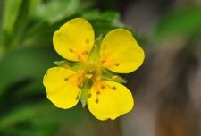 250 Samen Potentilla erecta Blutwurz