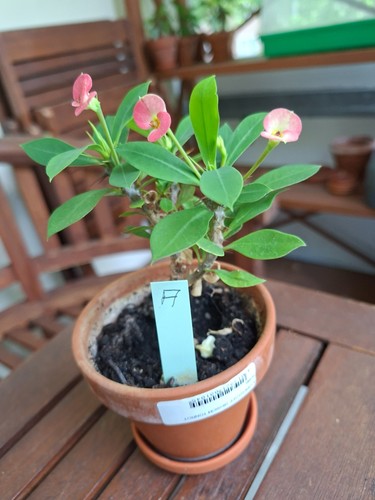 Euphorbia milii mehrfarbige - euphorbia, milii,