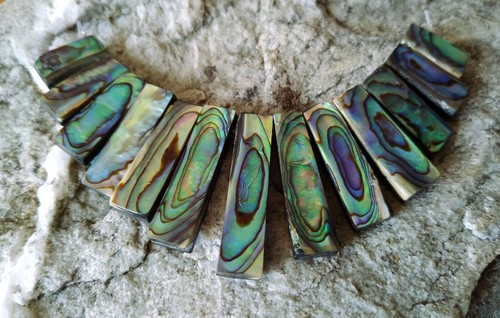 Abalone - , (paua/perlmutt)