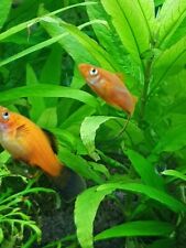 juwel lido 200 led Komplettaquarium