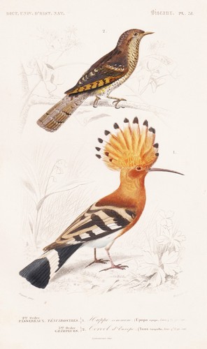 Wiedehopf upupa epops jynx - wiedehopf,