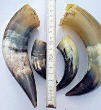 Kuh - Rinderhorn 4 Stück