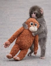 IKEA DJUNGELSKOG –