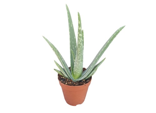 Zimmerpflanze aloe vera 12 - vera, im