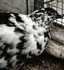 Schwarz Tupfer Wachtel