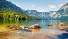 Wandbild: Wilde Enten am