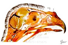 Greifvogel Gerfalke Anatomie Kopf  - Fotodruck von einem anatomischem Schnitt 