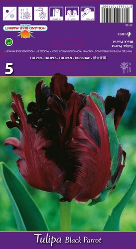 Tulpen - (◕‿◕)\@,