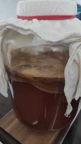 Kombucha teepilz für 3 - ,