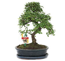 Exotenherz - Bonsai Chinesische Ulme - Ulmus parviflora - ca. 10 Jahre