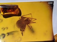 Baltischer Bernstein, eine