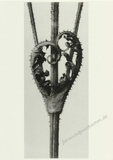 Karl BLOSSFELDT,  Postkarte