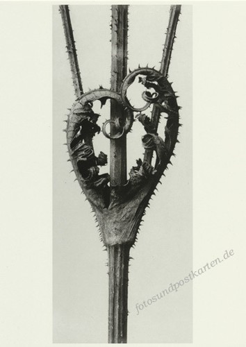 Karl blossfeldt postkarte - blossfeldt,,