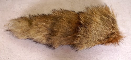 Schöner fuchsschwanz - schöner,