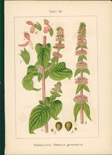 Lithographie : Wald-Ziest, Stachys silvatica. Feldandorn, Stachys germanica. Kön